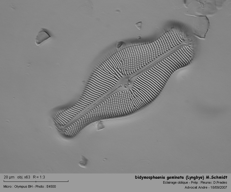 Didymosphenia geminata (Lyngbye) M.Schmidt #97