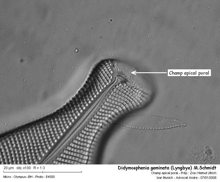 Didymosphenia geminata (Lyngbye) M.Schmidt #1752