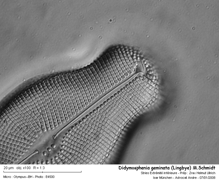 Didymosphenia geminata (Lyngbye) M.Schmidt #1757