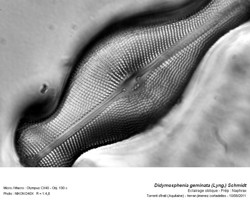 Didymosphenia geminata (Lyngbye) Schmidt #24149