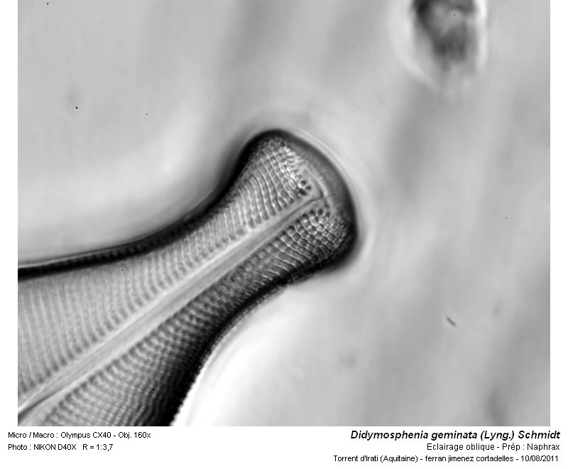Didymosphenia geminata (Lyngbye) Schmidt #24151