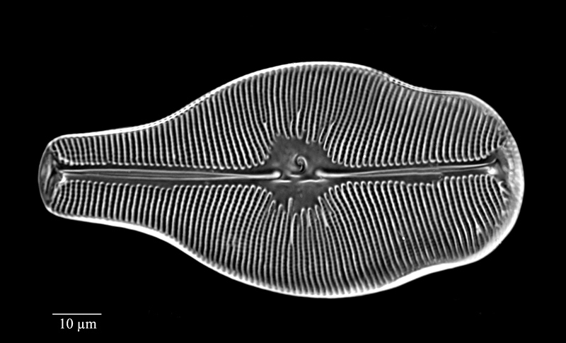 Didymosphenia pumila #73722