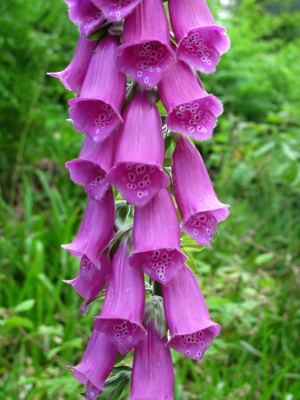 Digitalis purpurea #27693