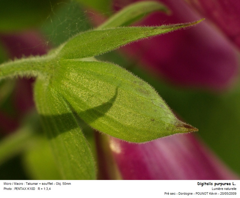 Digitalis purpurea L. - digitale pourpre #10688