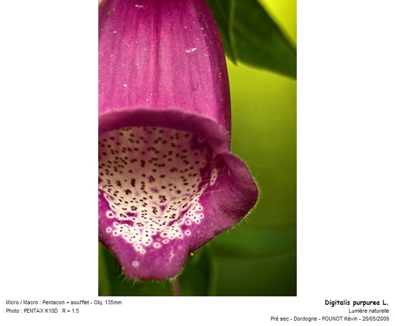Digitalis purpurea L. - digitale pourpre #10690