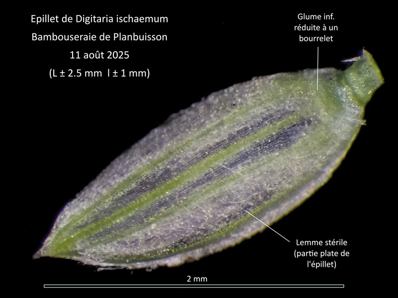 Digitaria ischaemum (Schreb.) Mulh. #83470