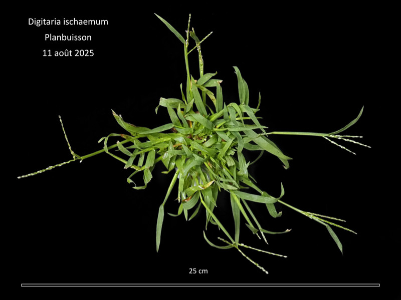 Digitaria ischaemum (Schreb.) Mulh. #83467
