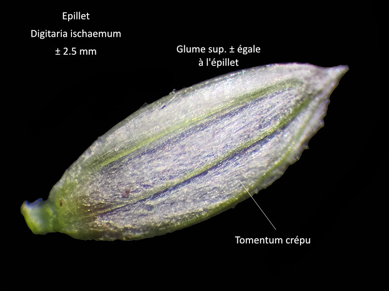 Digitaria ischaemum (Schreb.) Mulh. #83471