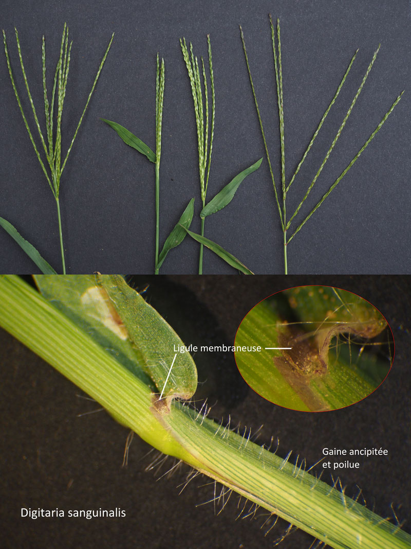 Digitaria sanguinalis (L.) Scop.: une poacée estivale ! #60529