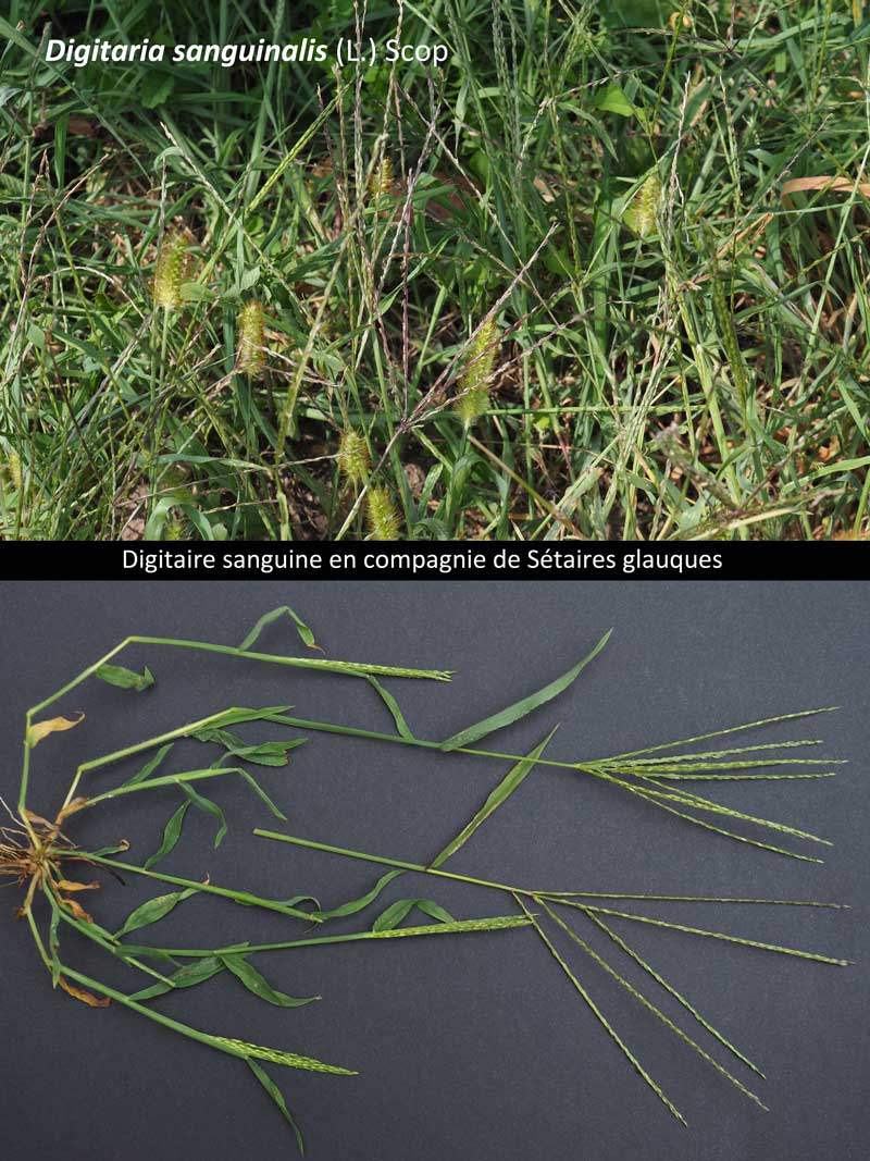 Digitaria sanguinalis (L.) Scop.: une poacée estivale ! #60530