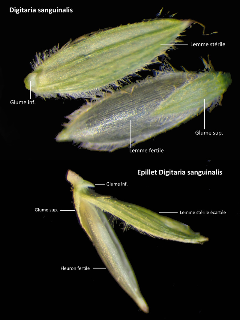 Digitaria sanguinalis (L.) Scop.: une poacée estivale ! #60527