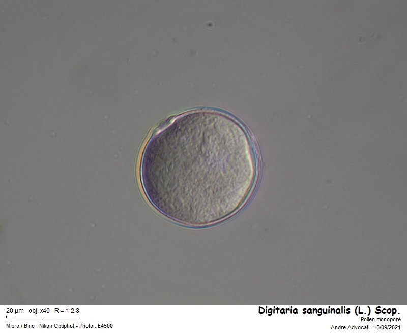 Digitaria sanguinalis (L.) Scop. #67957