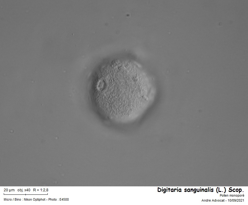 Digitaria sanguinalis (L.) Scop. #67958