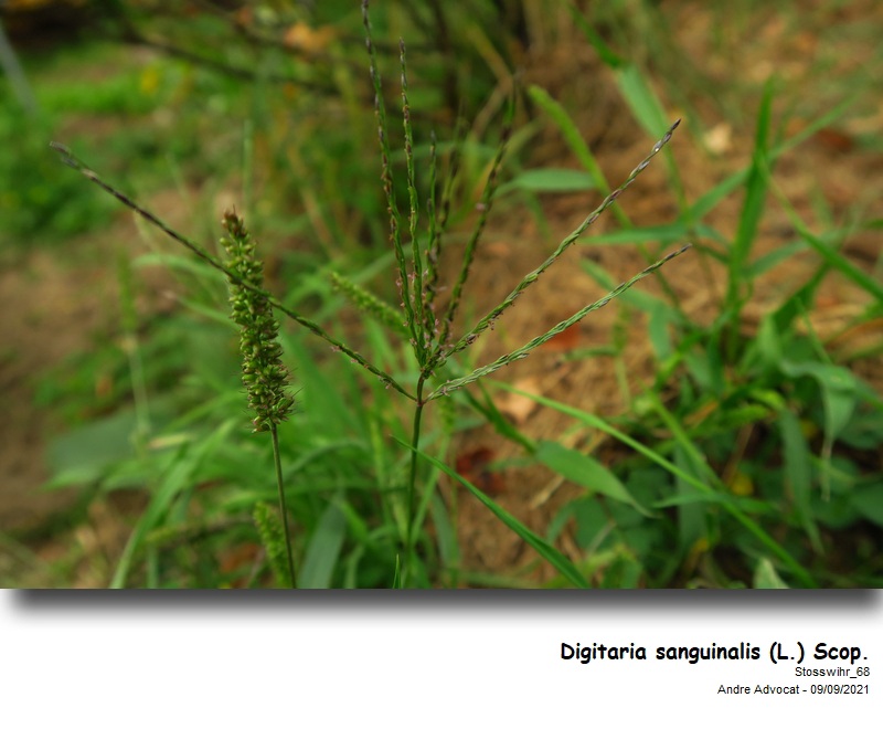 Digitaria sanguinalis (L.) Scop. #67956