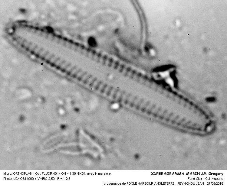 DIMERAGRAMMA MARINUM Grégory #45414