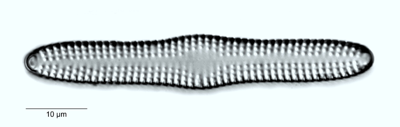 Dimeregramma marinum #55478