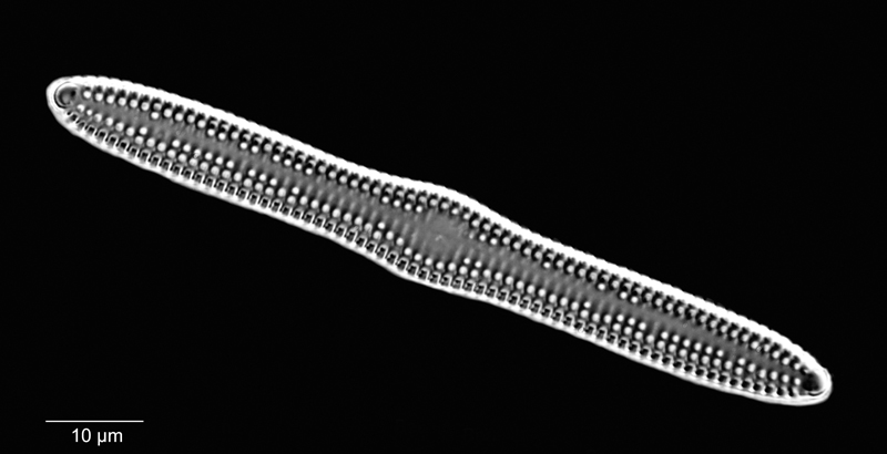 Dimeregramma marinum #67809