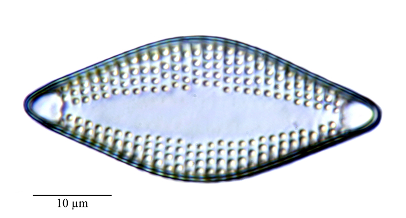 Dimeregramma minor #71123