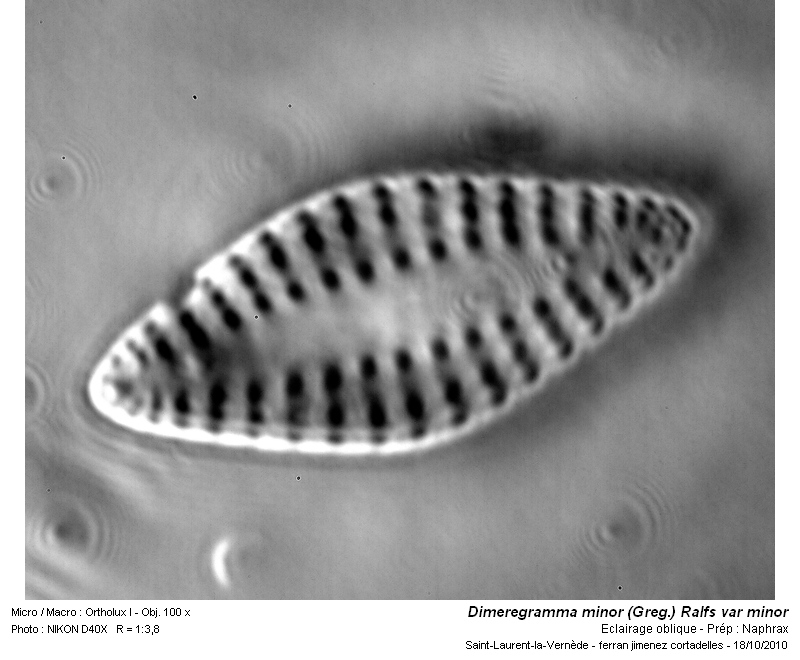 Dimeregramma minor var. minor (Greg.) Ralfs #18606
