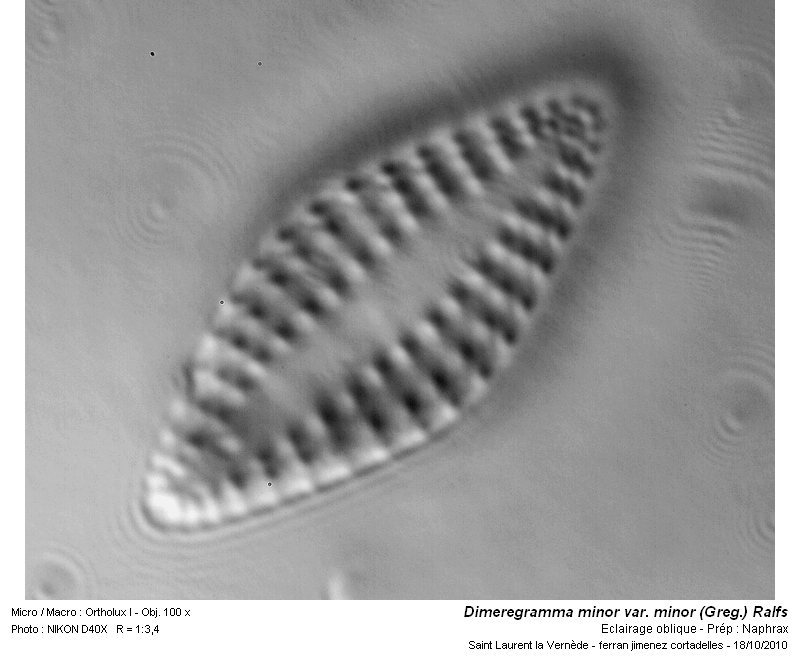 Dimeregramma minor var. minor (Greg.) Ralfs #18607