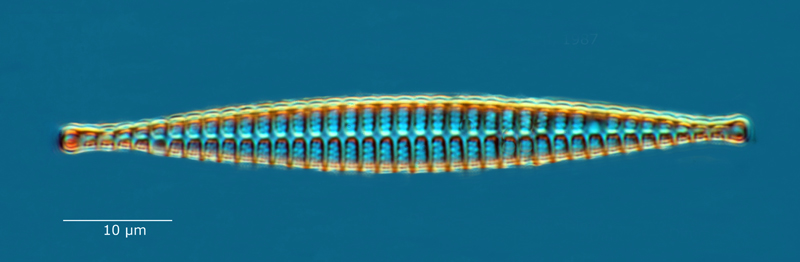 Dimeregrammopsis furcigerum #59399