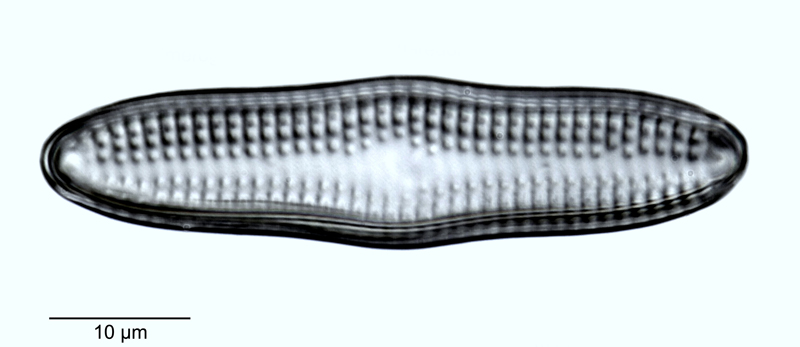 Dimerogramma marina #48394