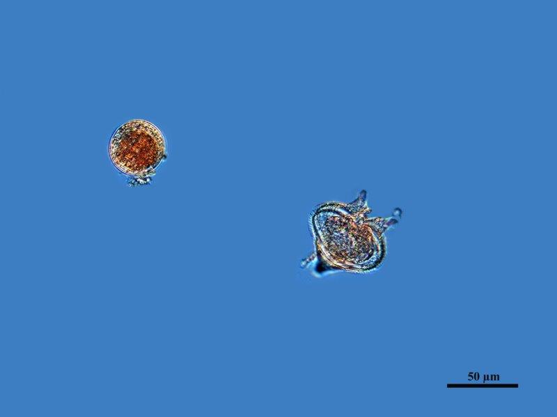 Dinoflagellés Marins #73233