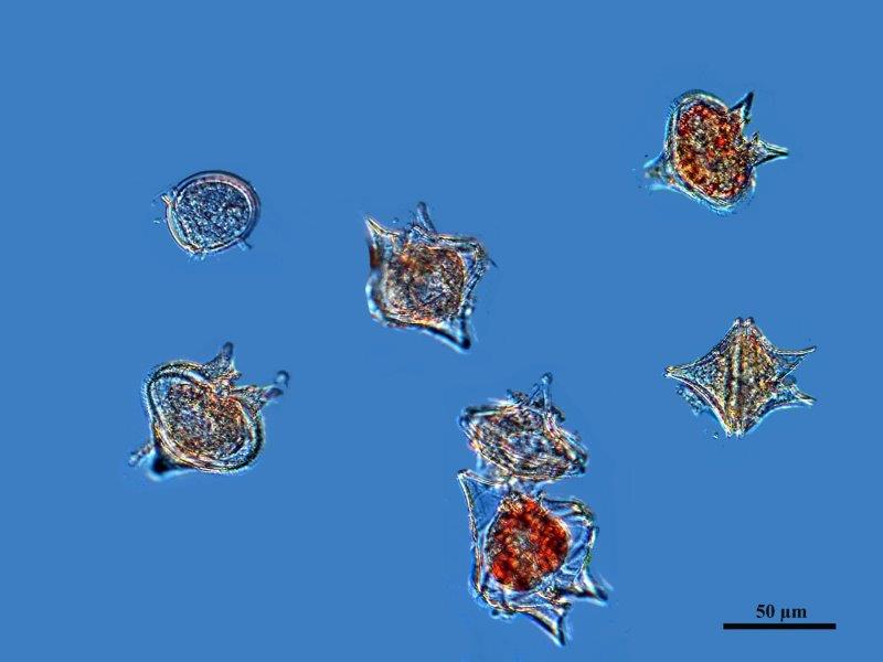 Dinoflagellés Marins #73234