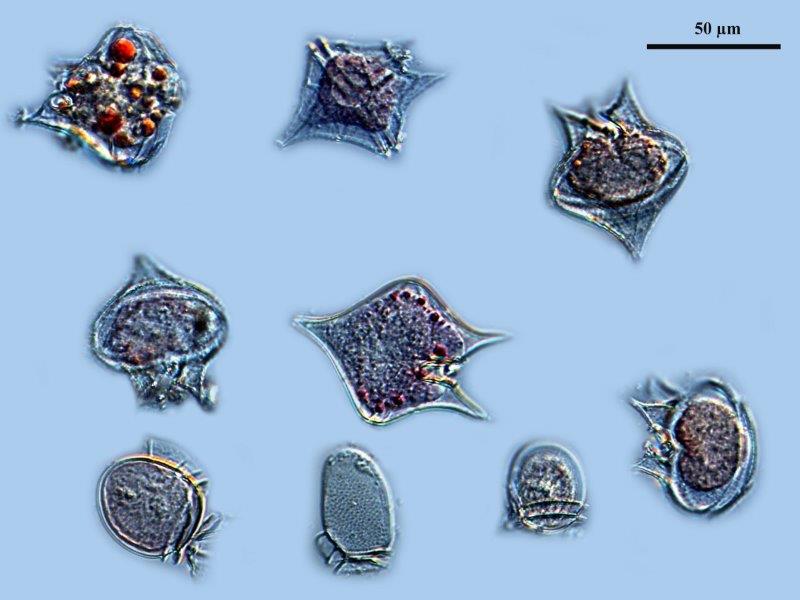 Dinoflagellés Marins #73235