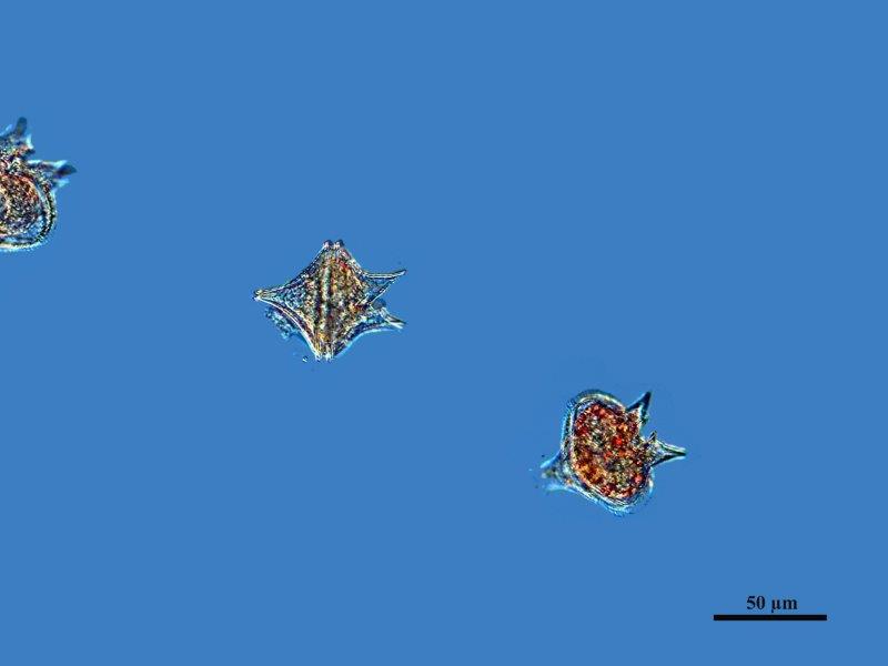 Dinoflagellés Marins #73232