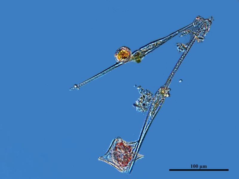 Dinoflagellés Marins #73231