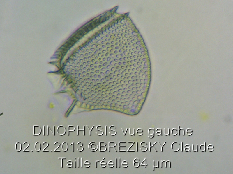 Dinophysis #29812
