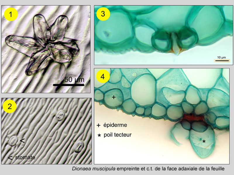 Dionaea muscipula, histologie. #20478