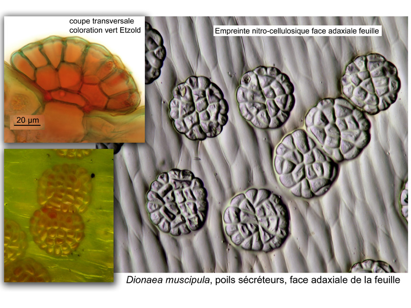 Dionaea muscipula, histologie. #20476