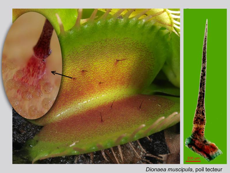 Dionaea muscipula, histologie. #20475