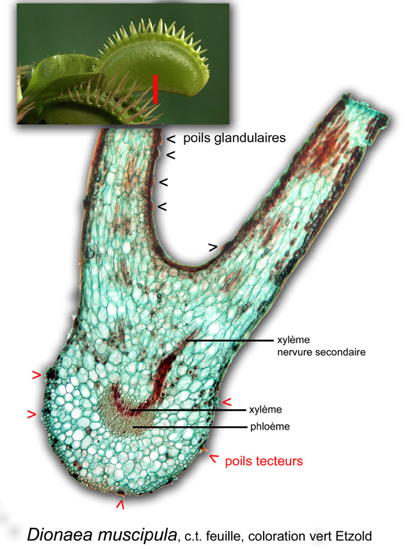 Dionaea muscipula, histologie. #20477