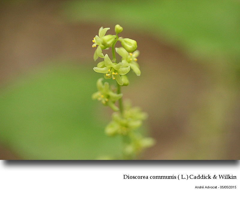 Dioscorea communis ( L.) Caddick & Wilkin #41467