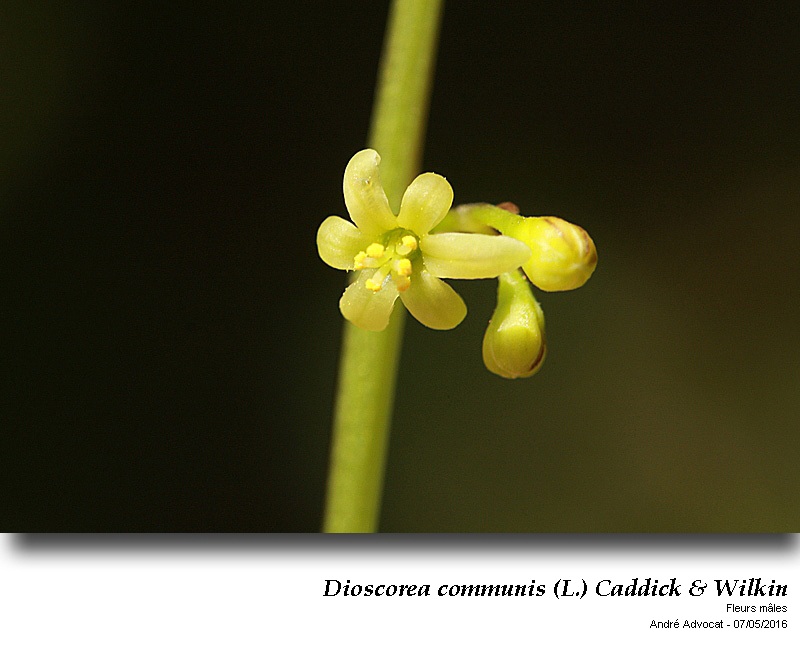 Dioscorea communis (L.) Caddick & Wilkin #46131