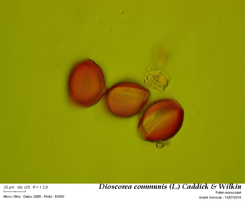 Dioscorea communis (L.) Caddick & Wilkin #46133