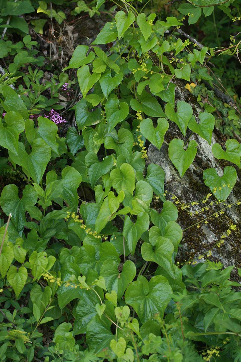 Dioscorea communis (L.) Caddick & Wilkin #46130