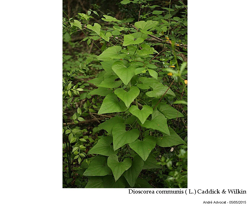 Dioscorea communis ( L.) Caddick & Wilkin #41466