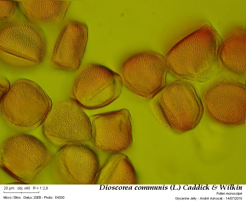 Dioscorea communis (L.) Caddick & Wilkin #46132