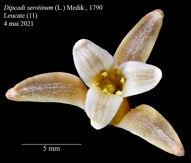 Dipcadi serotinum #66610