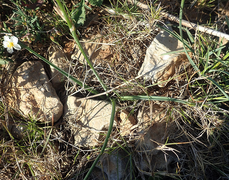 Dipcadi serotinum #66607