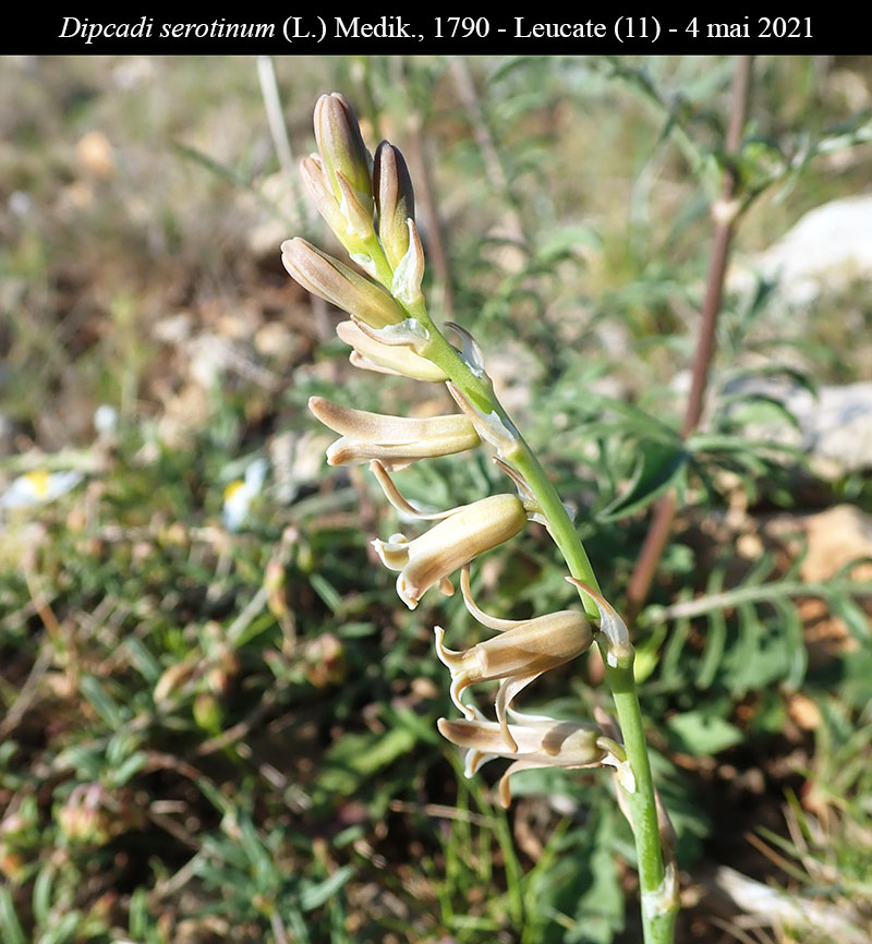 Dipcadi serotinum #66608