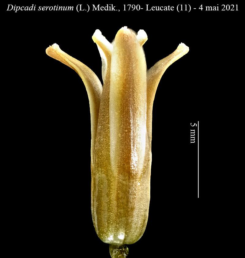 Dipcadi serotinum #66611