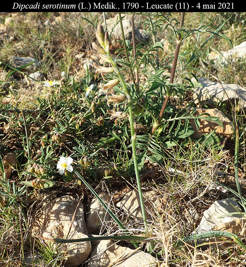 Dipcadi serotinum #66606