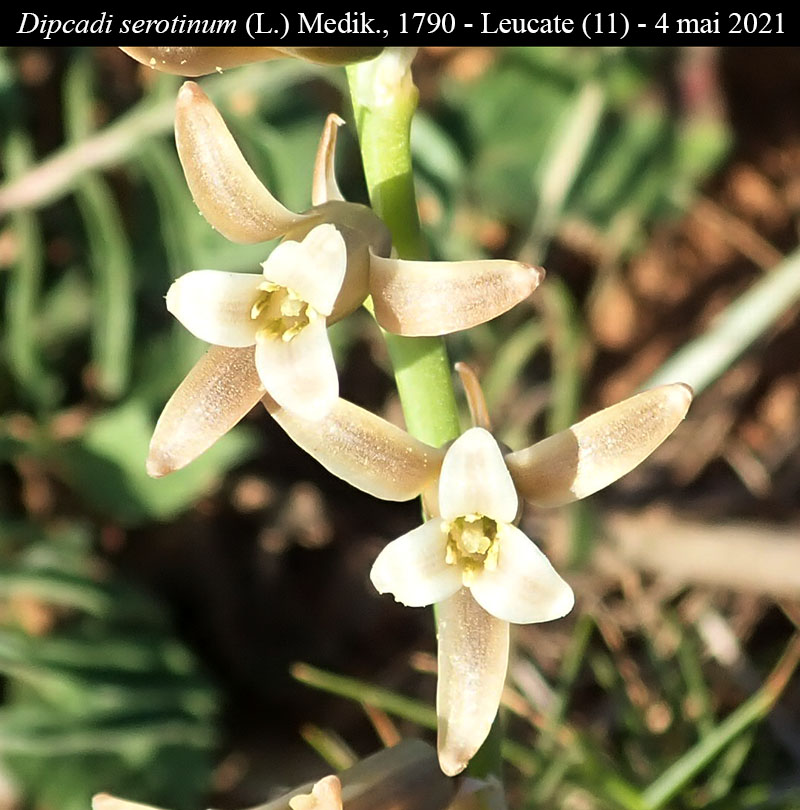 Dipcadi serotinum #66609