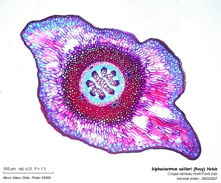 Diphasiastrum zeilleri (Rouy) Holub #1883