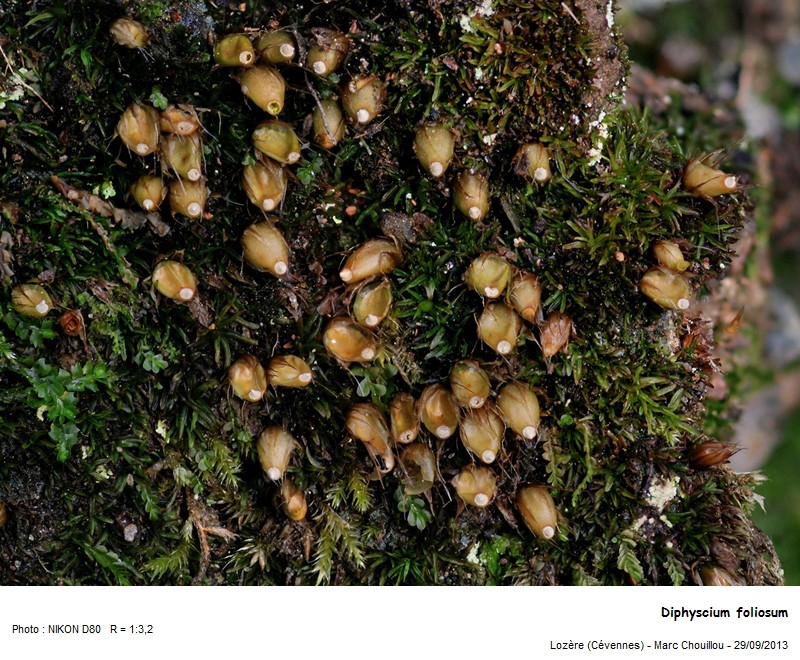 Diphyscium foliosum (Hedw.) D. Mohr #35742